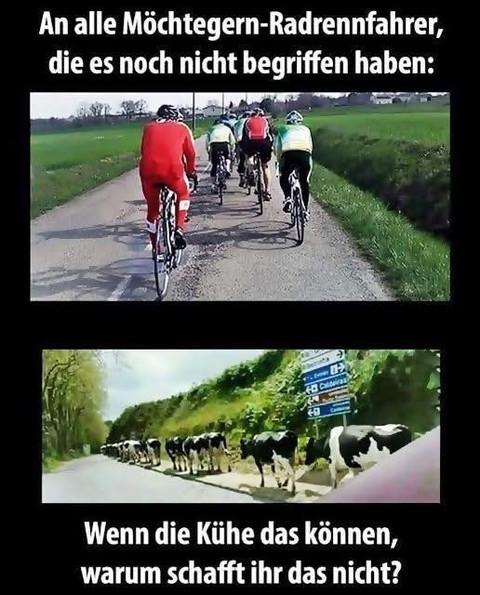 Radfahrer vs. Kühe